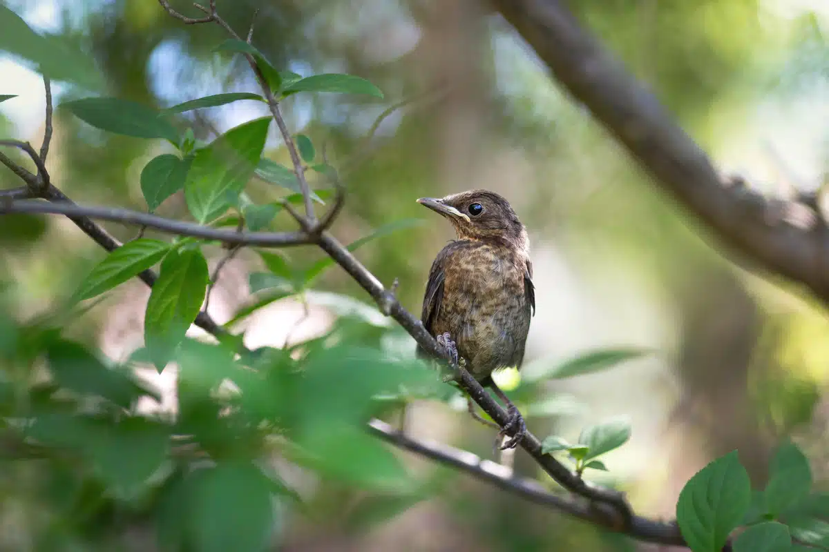 Ein Amsel Jungvogel - Wildtiere in Europa Ein Amsel Jungvogel - Wildtiere in Europa