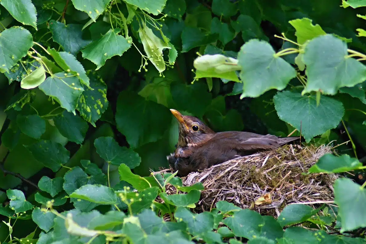 Eine brütende Amsel - Wildtiere in Europa Eine brütende Amsel - Wildtiere in Europa