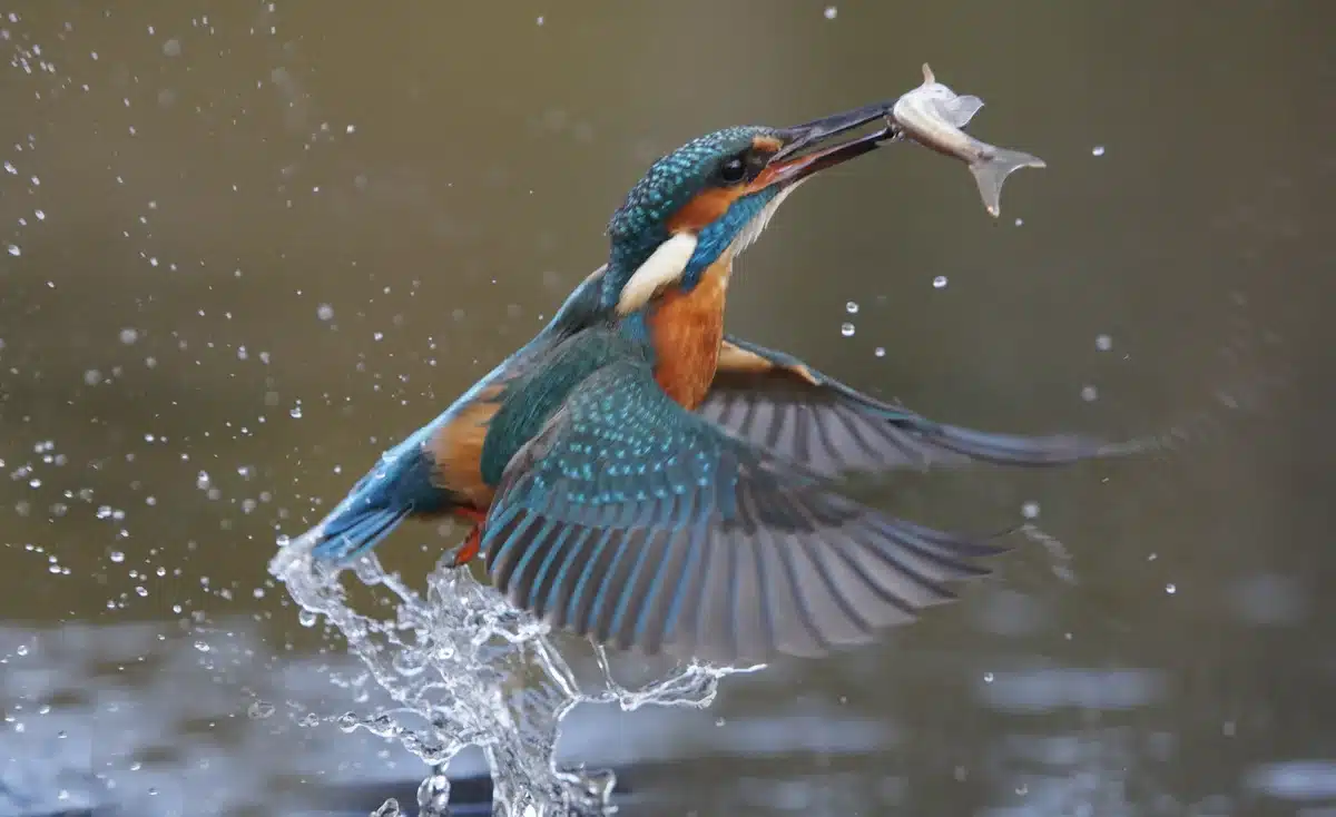 Eisvogel Nahrung Fische - Vögel in Europa Eisvogel Nahrung Fische - Vögel in Europa
