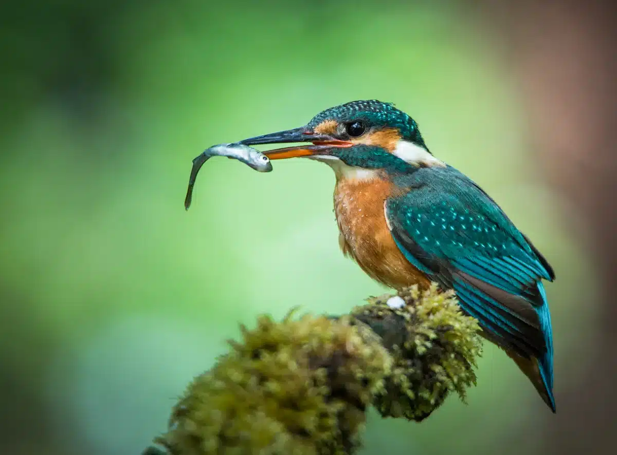 Eisvogel Nahrung - Vögel in Europa Eisvogel Nahrung - Vögel in Europa