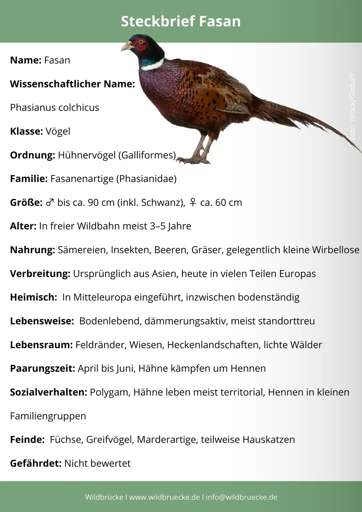 Fasan Steckbrief - Vögel in Europa