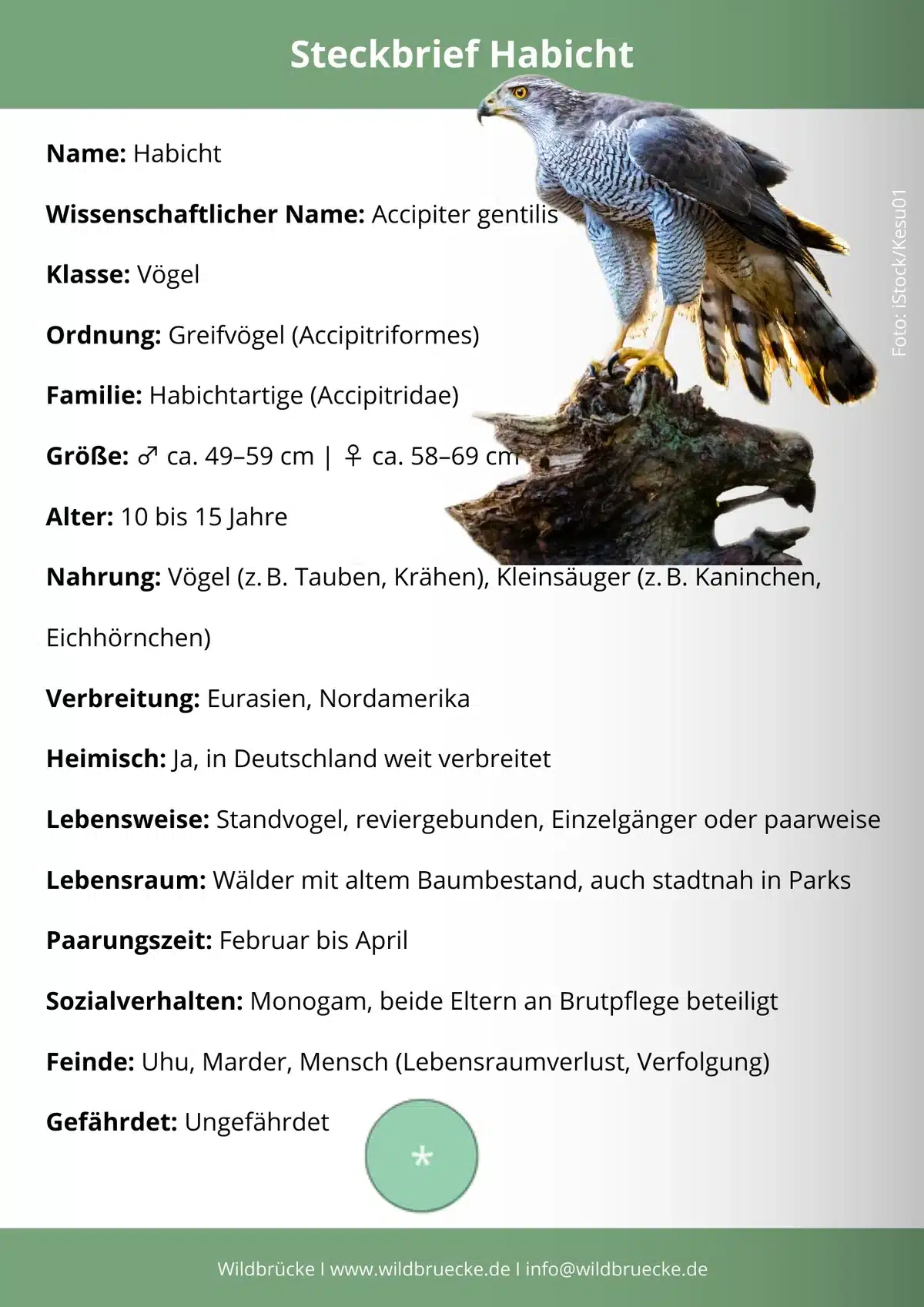 Habicht Steckbrief - Vögel in Europa
