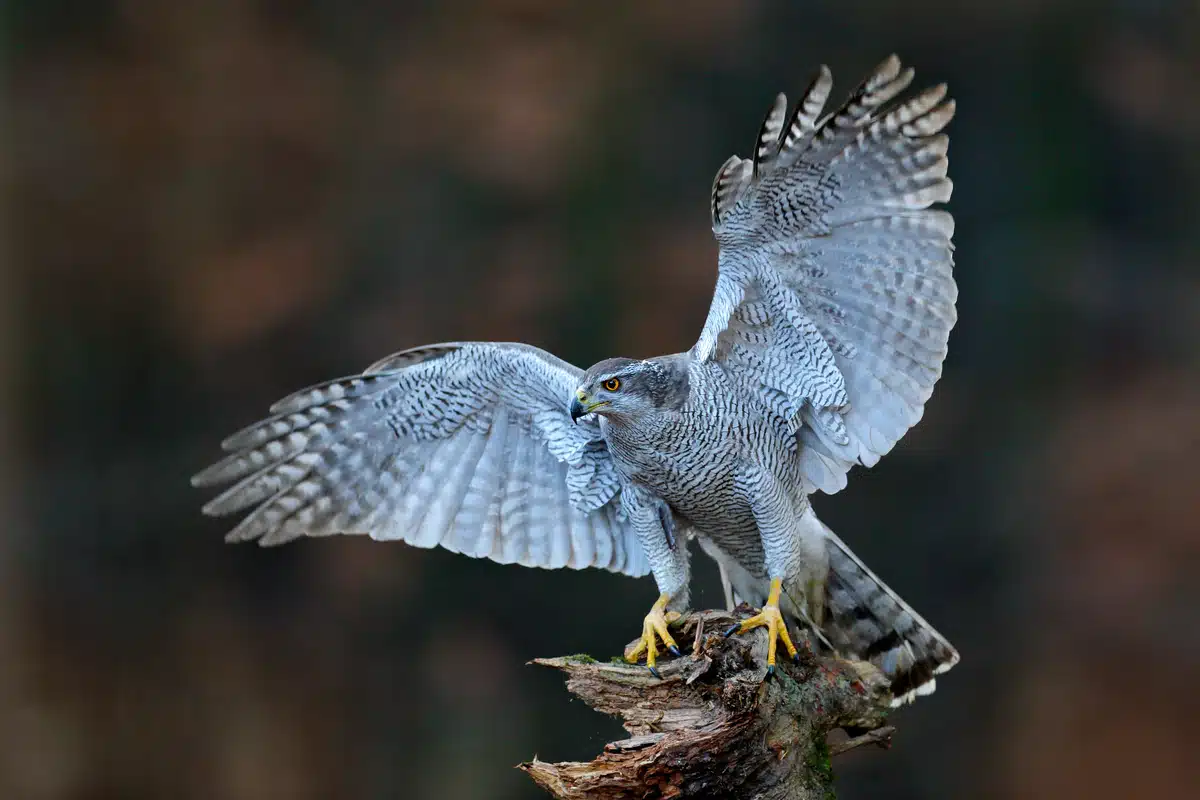 Hühner Habicht - Vögel in Europa Hühner Habicht - Vögel in Europa