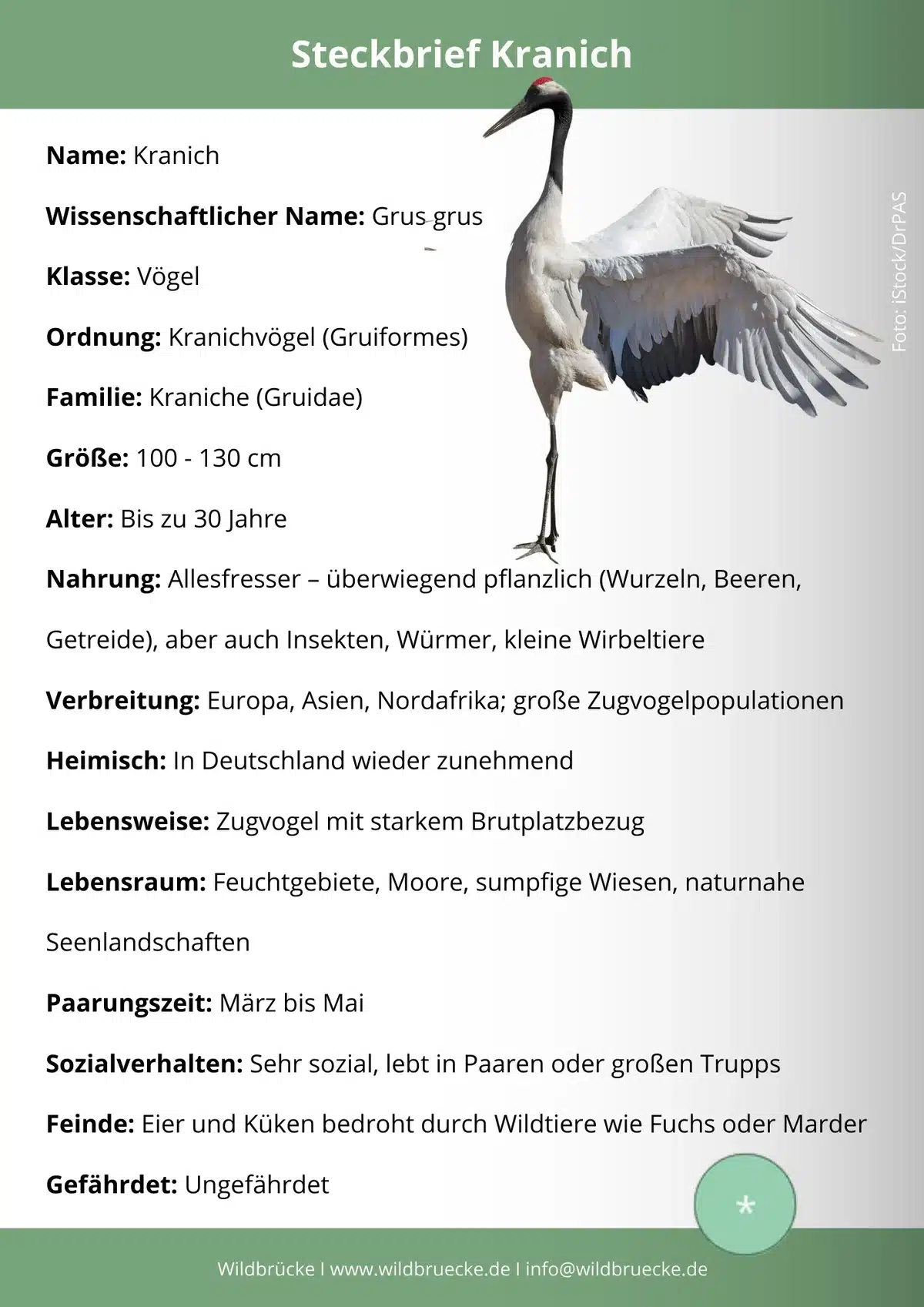 Kranich Steckbrief - Vögel in Europa