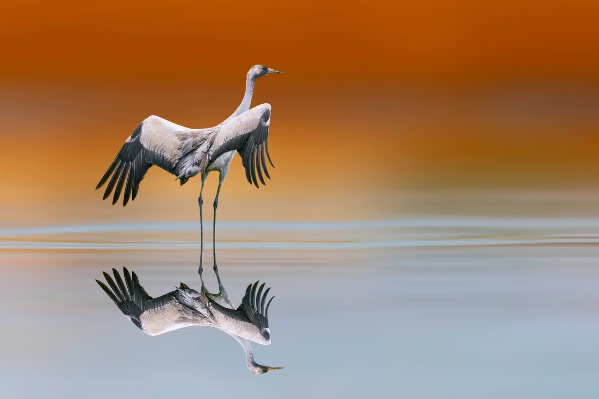Kranich beobachten - Vögel in Europa Kranich beobachten - Vögel in Europa