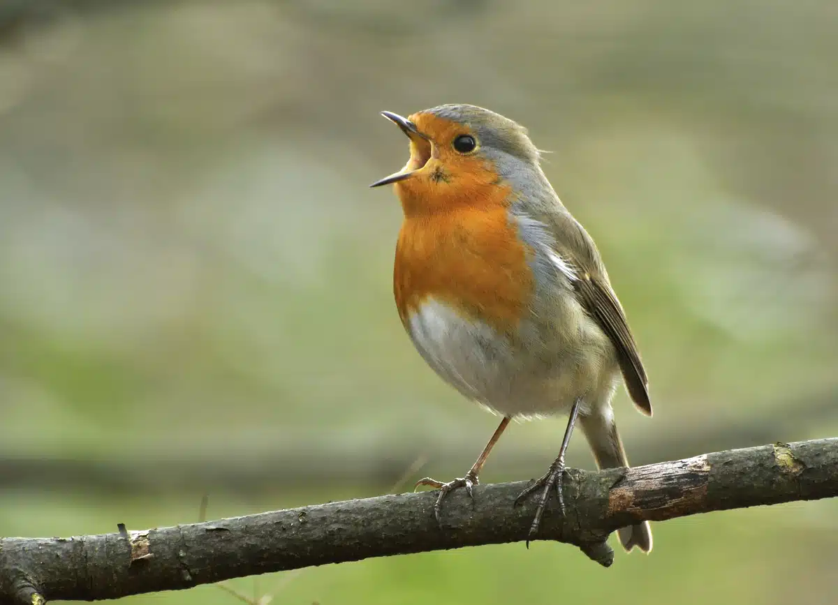 Rotkehlchen Vogelstimmen - Wildtiere in Europa Rotkehlchen Vogelstimmen - Wildtiere in Europa