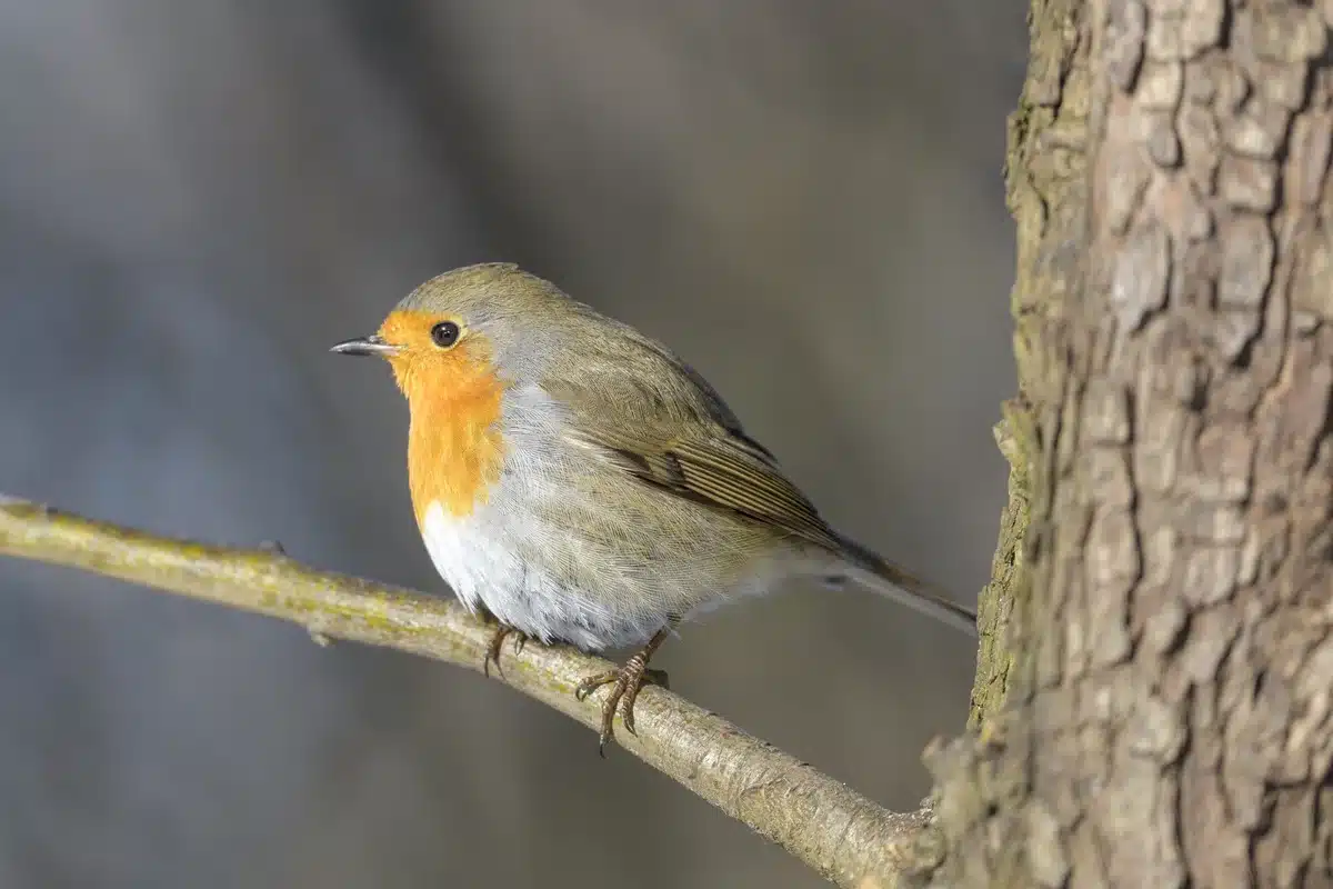 Rotkehlchen Weibchen - Wildtiere in Europa Rotkehlchen Weibchen - Wildtiere in Europa