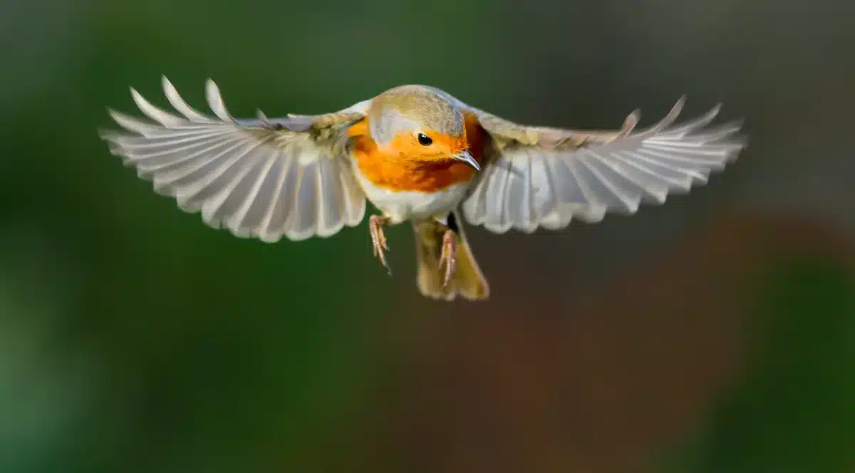 Rotkehlchen Zugvogel - Wildtiere in Europa Rotkehlchen Zugvogel - Wildtiere in Europa