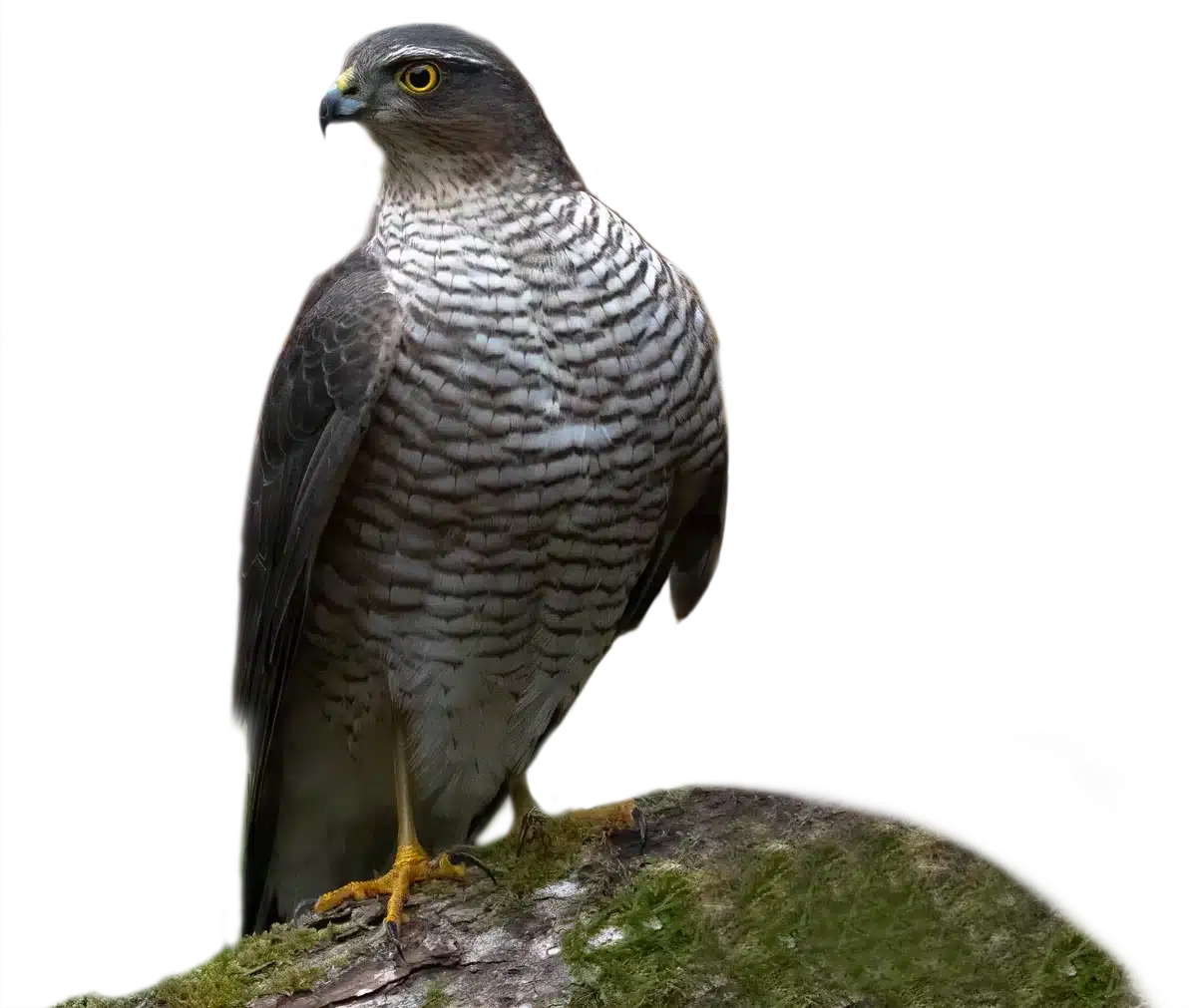 Sperber - Vögel in Europa