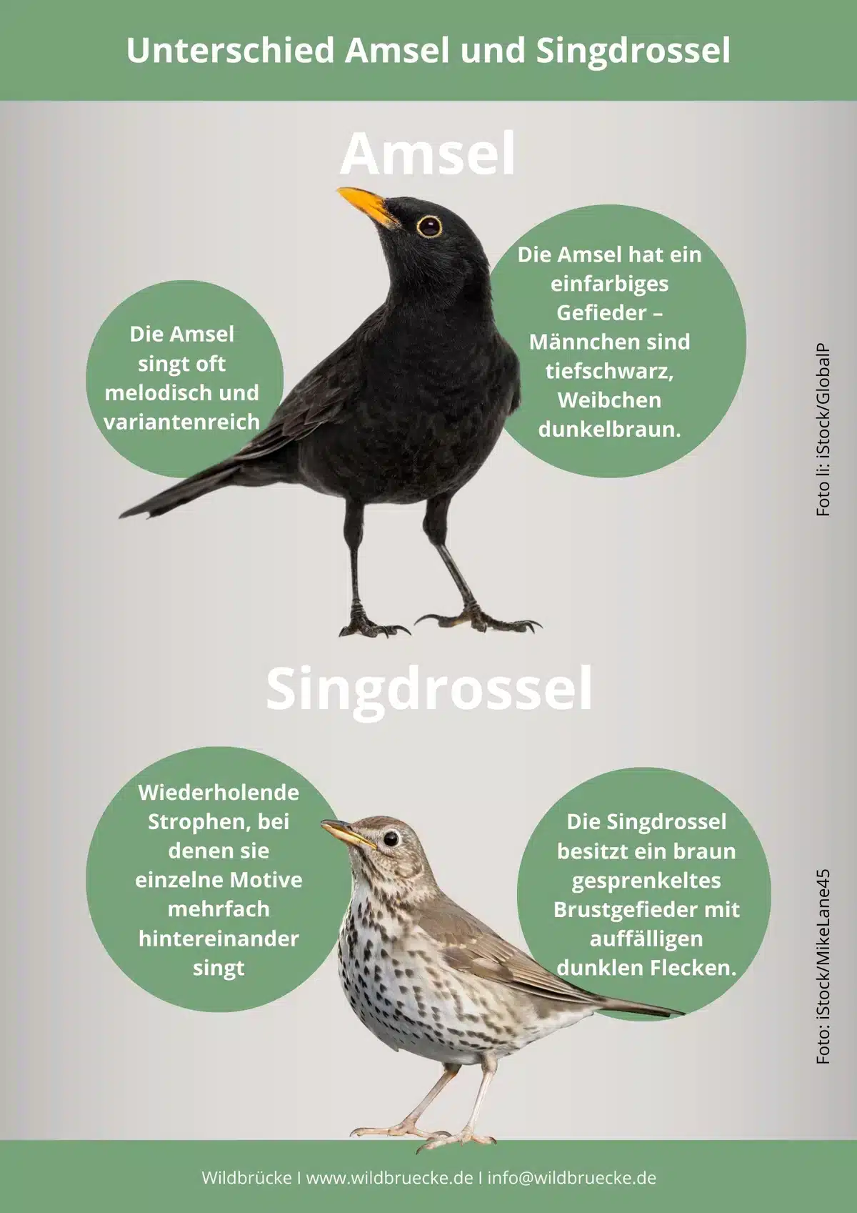 Unterschied Amsel und Singdrossel - Wildtiere in Europa