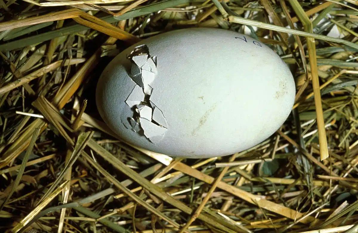 Wie lange brütet ein Storch ein Ei - Vögel in Europa Wie lange brütet ein Storch ein Ei - Vögel in Europa