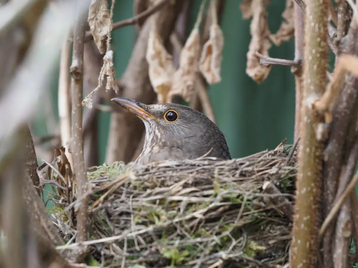 Wie lange brütet eine Amsel - Wildtiere in Europa Wie lange brütet eine Amsel - Wildtiere in Europa