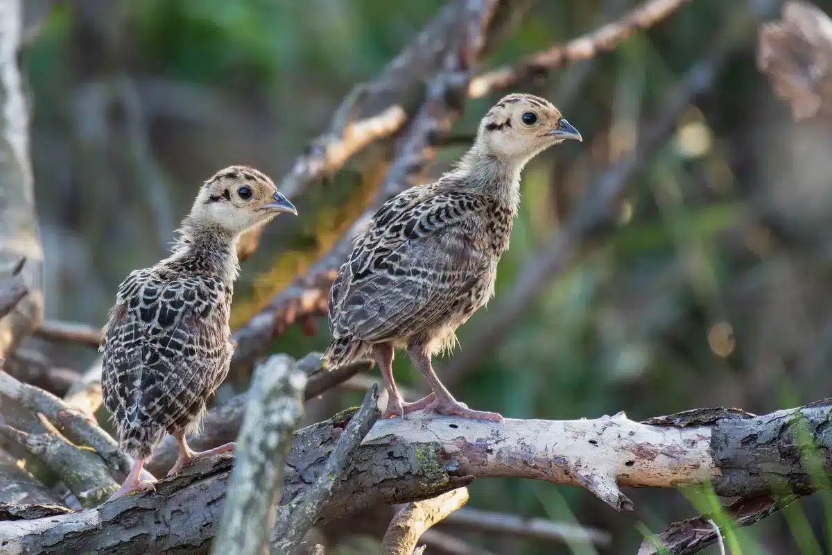 Fasan Küken - Vögel in Europa