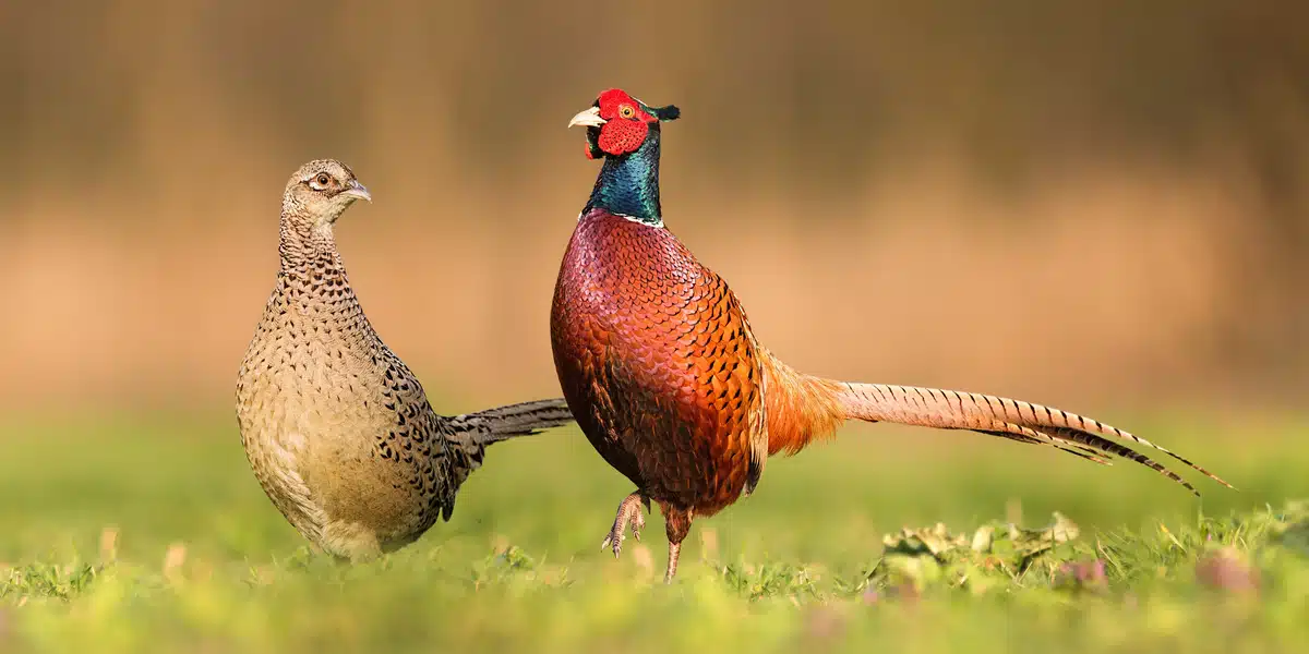 Fasan Männchen und Weibchen - Wildtiere in Europa