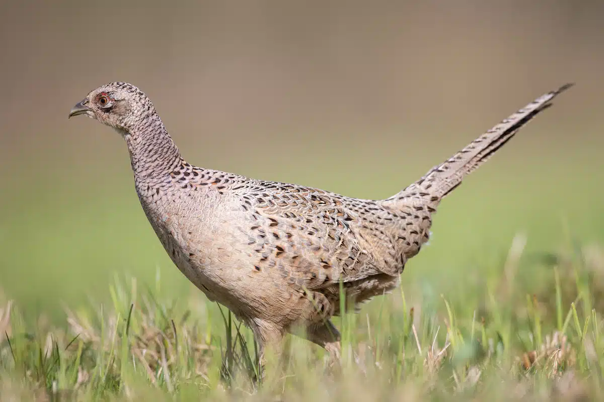Fasan Weibchen - Wildtiere in Europa