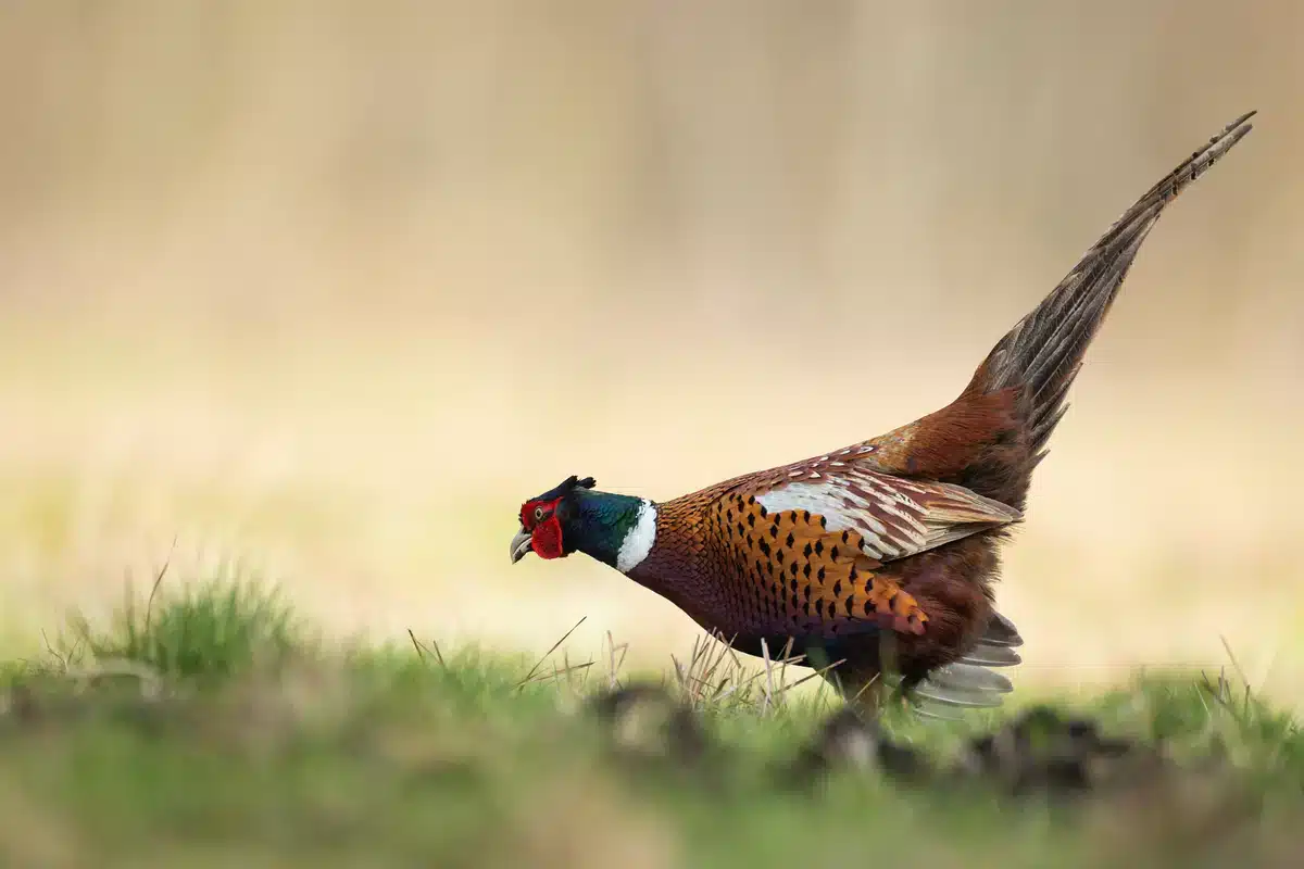 Fasan im Garten - Vögel in Europa