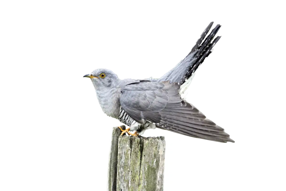 Kuckuck - Vögel in Europa Kuckuck - Vögel in Europa