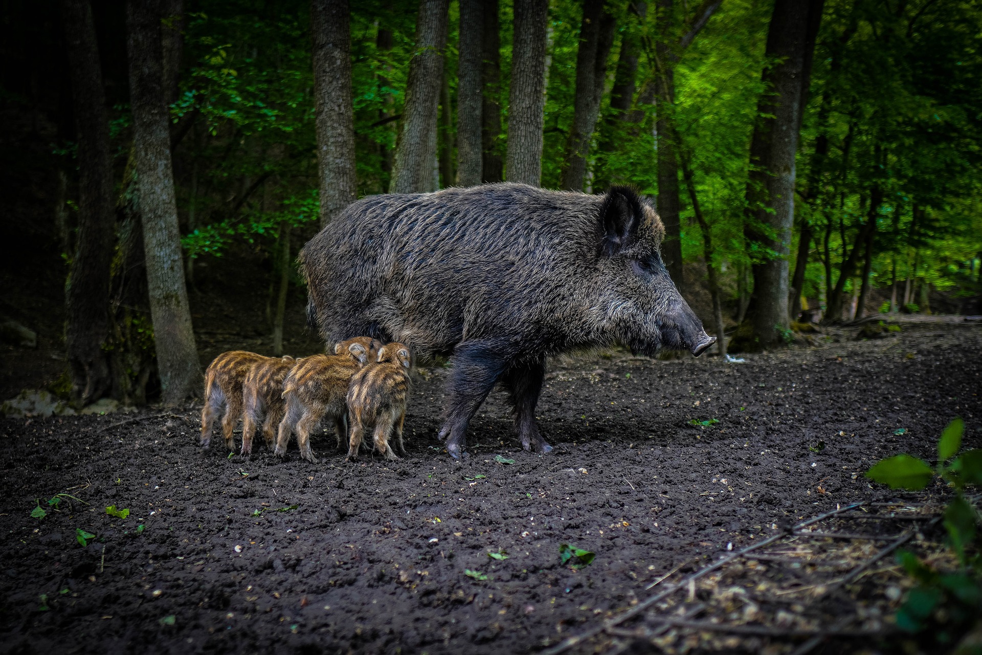 Wildbrücke zeigt Wildschweine, ein Wildtier das in Deutschland lebt