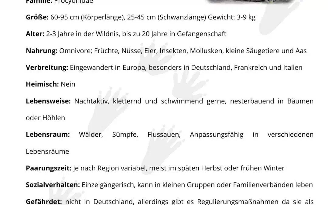 Waschbär Steckbrief