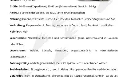 Waschbär Steckbrief