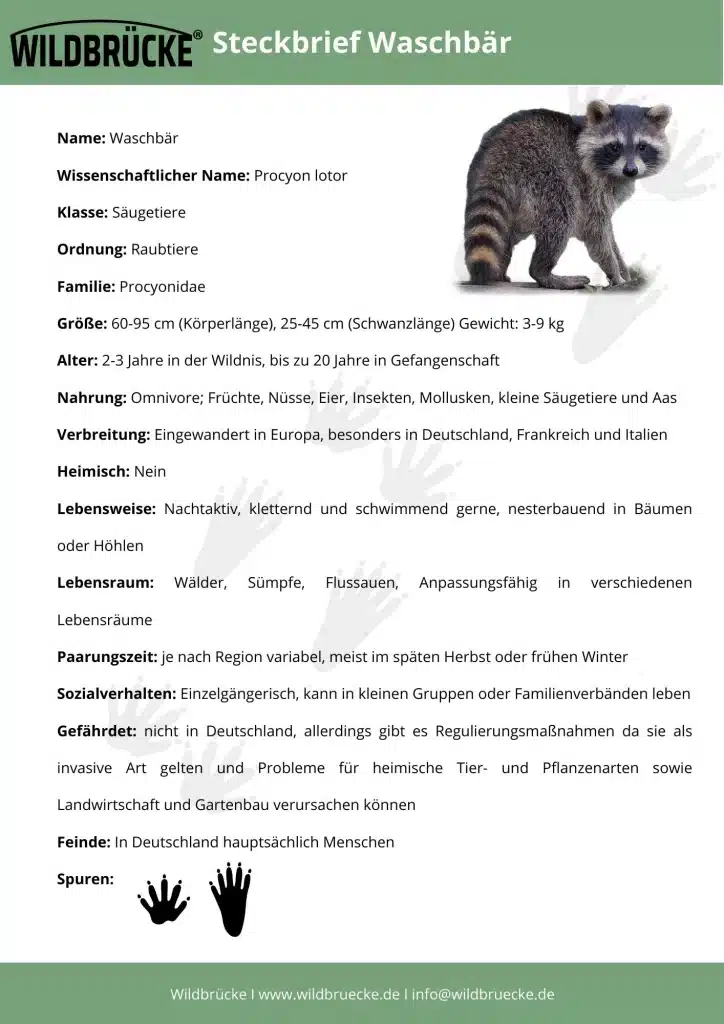 Steckbrief Waschbär