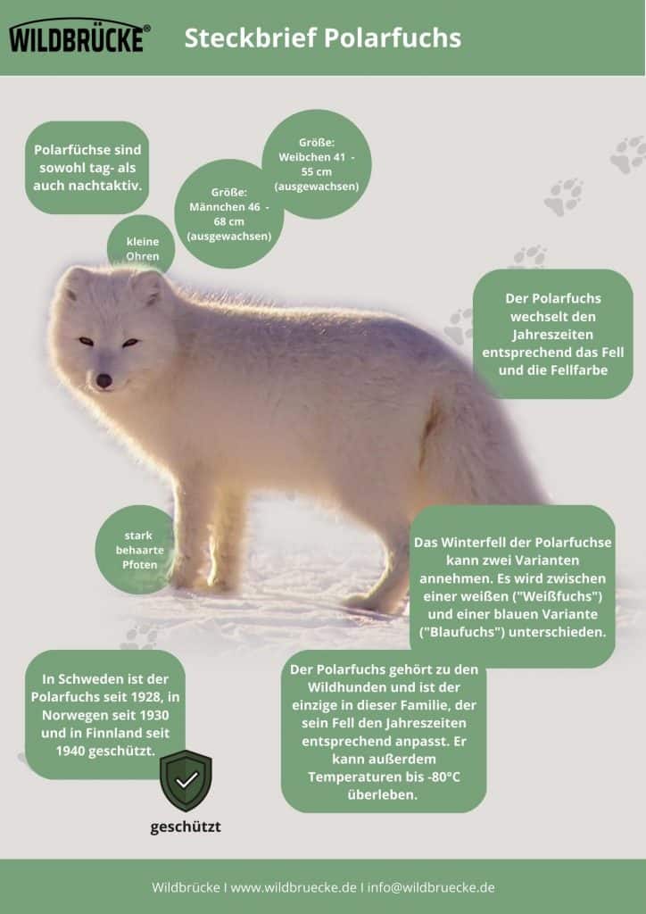 Steckbrief Polarfuchs