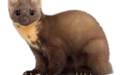 Baummarder