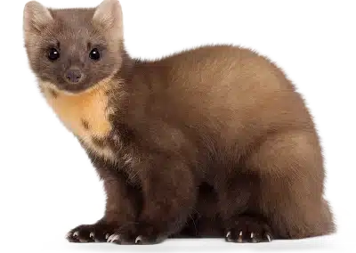 Baummarder