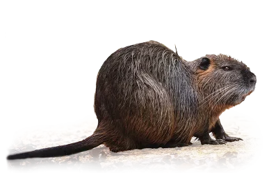 Nutria
