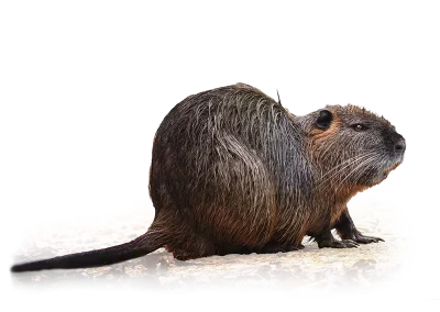 Nutria