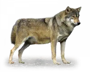 Der Wolf - Wildtiere in Deutschland