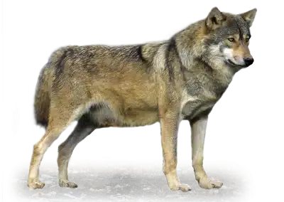 Wolf