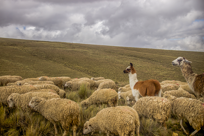 Wildbrücke zeigt Herdenschutz mit Lama und Alpaka