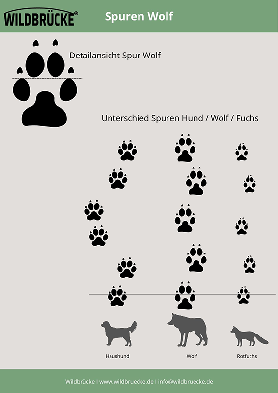 Wildbrücke zeigt die Spuren von Wolf, Fuchs und Haushund
