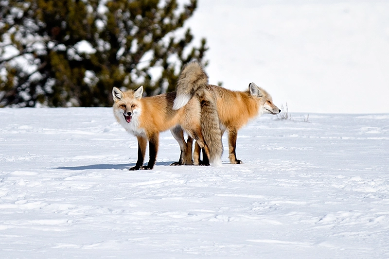 Das Wildtier Fuchs in der Ranzzeit bei der Paarung im Schnee
