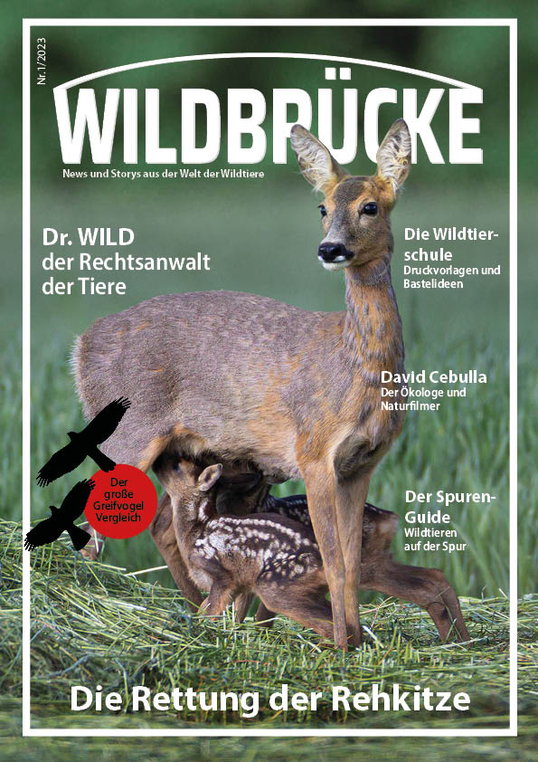 Wildbrücke das Magazin - Wildtiere einfach erklärt