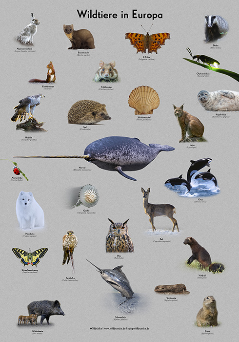 Wildbrücke präsentiert das Poster Wildtiere in Europa