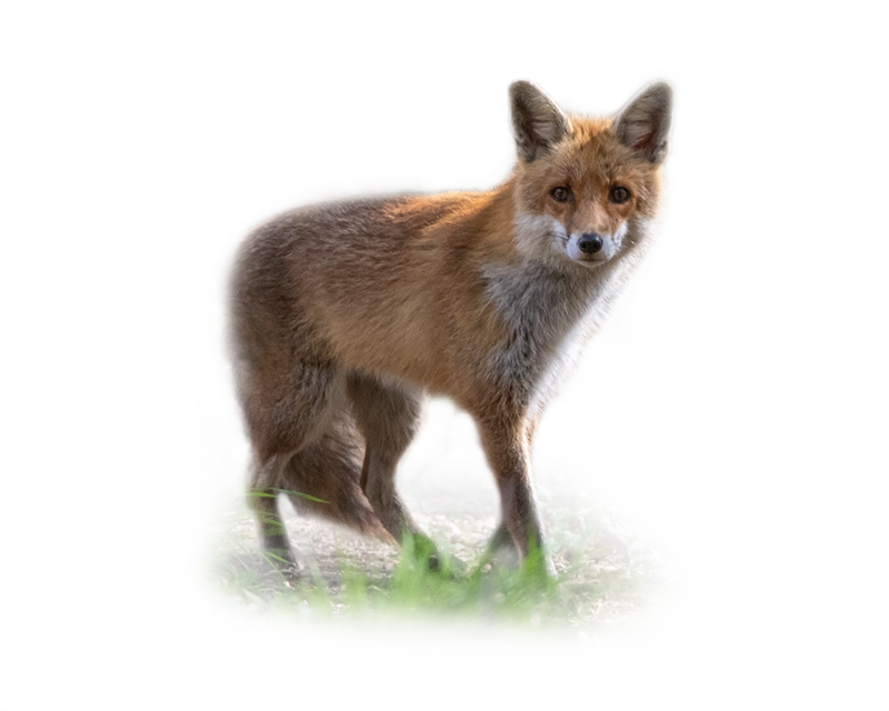 Das Wildtier Fuchs im Artenportät