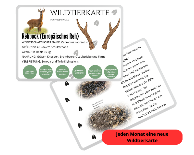 Wildbrücke präsentiert die Wildtierkarte Rehbock