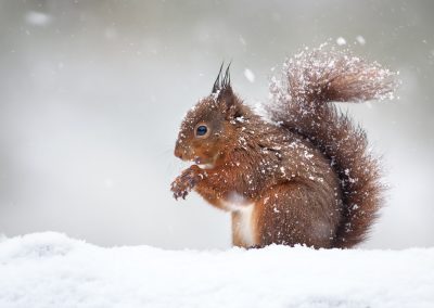 Eichhörnchen halten keinen Winterschlaf, sondern nur Winterruhe