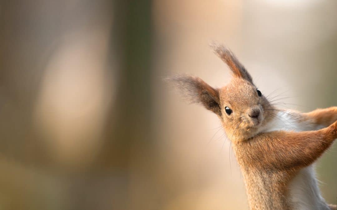 Eichhörnchen Feinde: Natürliche Bedrohungen für die agilen Nager