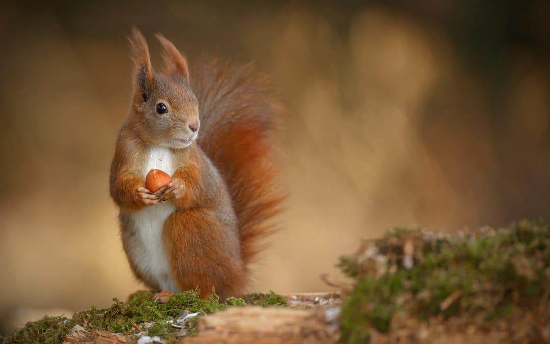 Eichhörnchen Futter: Was gehört in das Futterhaus?