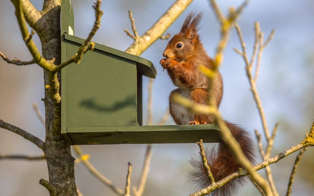 Eichhörnchen Futterhaus: Ein sicherer Futterplatz im Garten