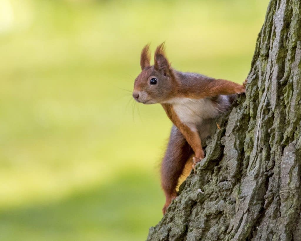 Eichhörnchen Lebenserwartung - Wildtiere in Deutschland