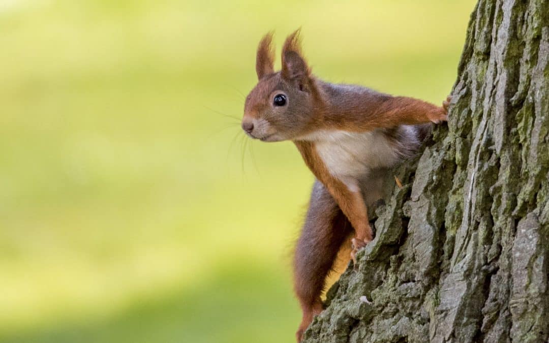 Eichhörnchen Lebenserwartung