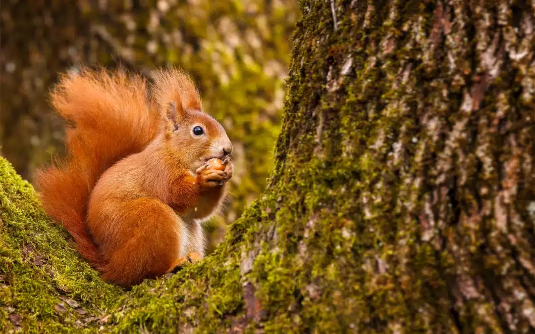Eichhörnchen Nahrung: Was fressen diese agilen Baumbewohner?