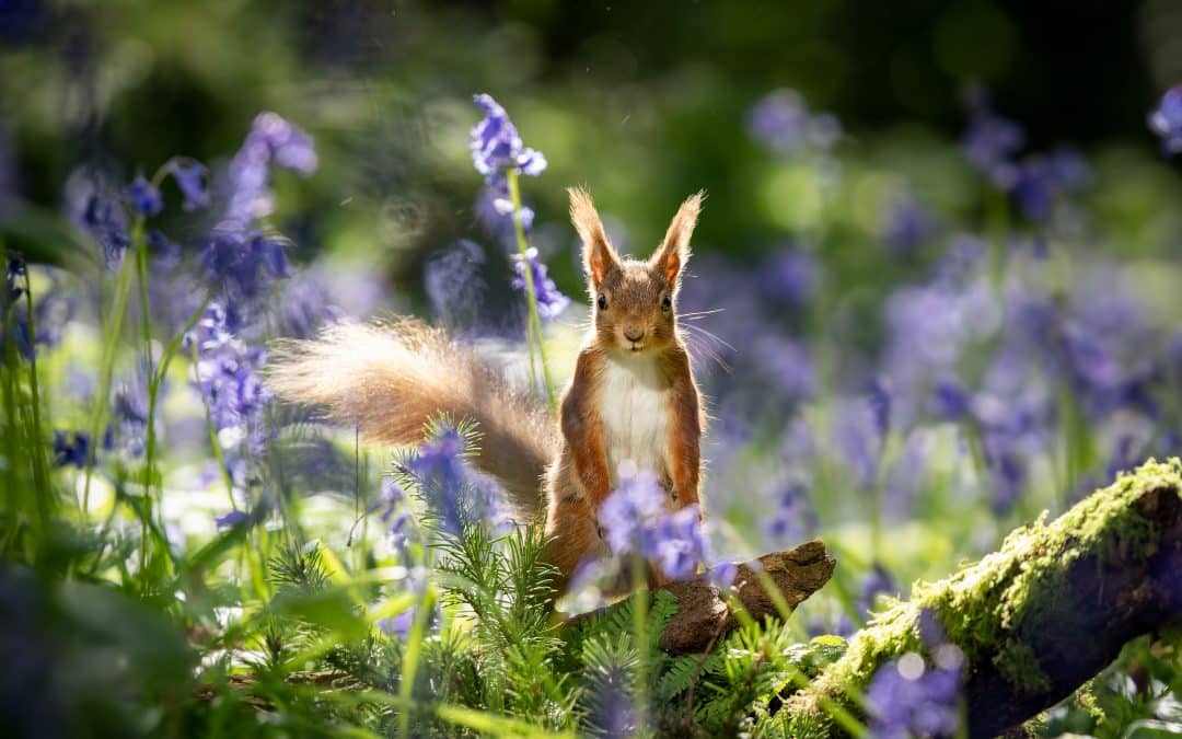 Eichhörnchen Paarungszeit: Einblicke in das Fortpflanzungsverhalten