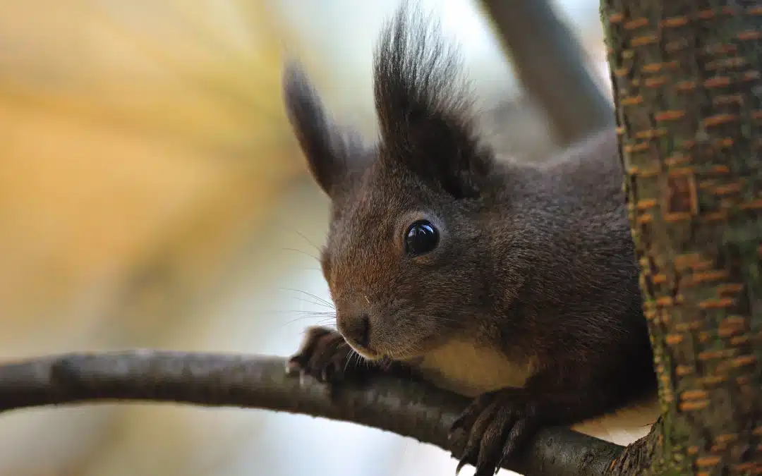 Schwarze Eichhörnchen: Die faszinierende Farbvariante