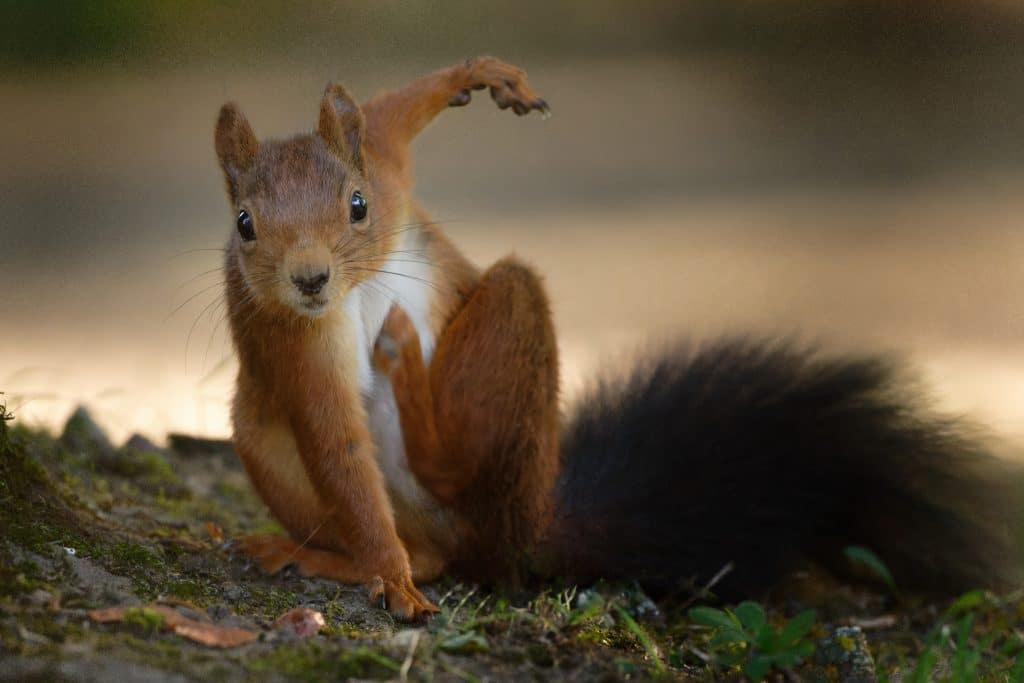 Eichhörnchen Steckbrief - Wildtiere in Deutschland