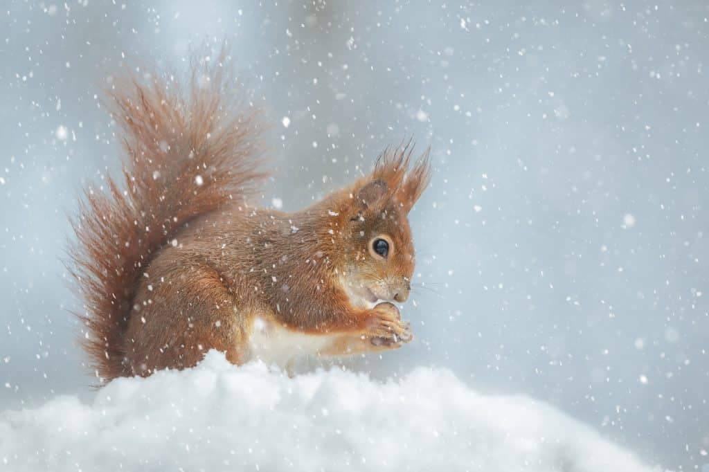 Eichhörnchen im Schneefall - Wildtiere in Deutschland